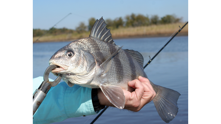 Black Drum