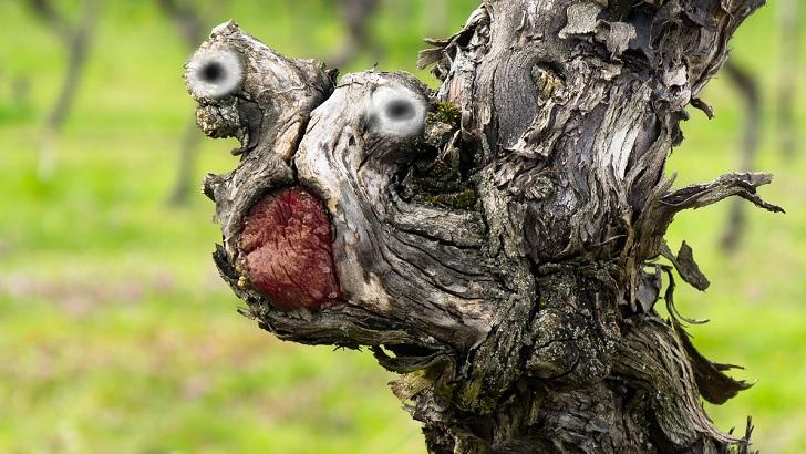 Watch: Eerie 'Crying' Tree Filmed in Pakistan | iHeart