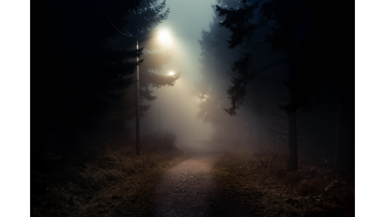 Dirt road in a dark and foggy forest