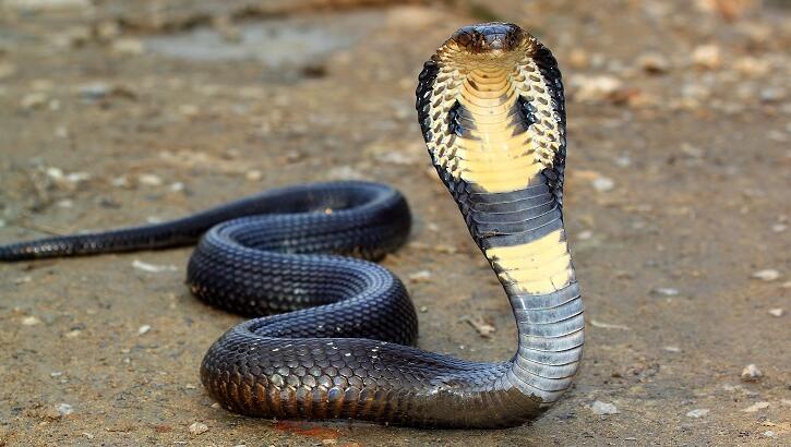 Indian Infant Bites Cobra Snake to Death
