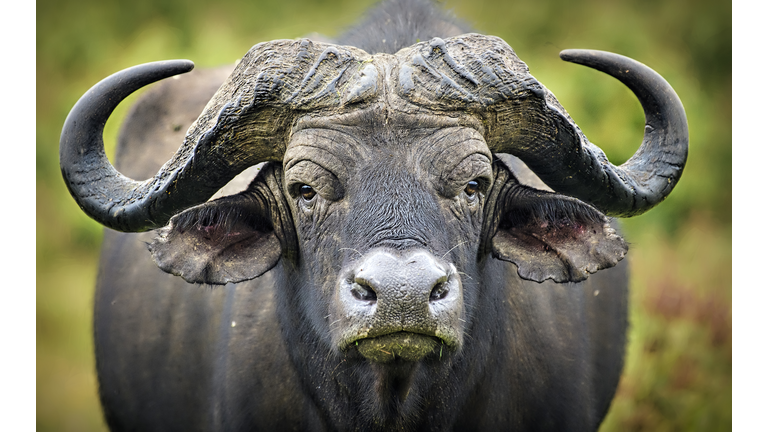 Panorama of Cape Buffalo Close Up at Aberdares National Park, Kenya