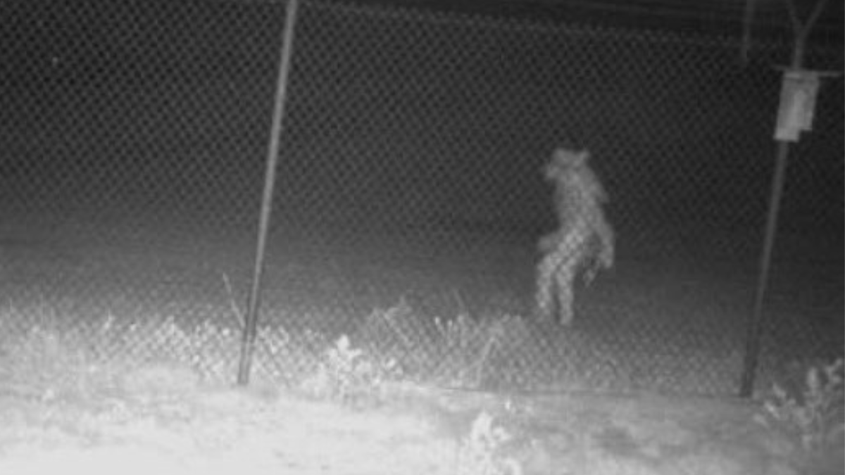 The Story Of The Mysterious 'Chupacabra' At Texas Zoo Isn't Over Yet