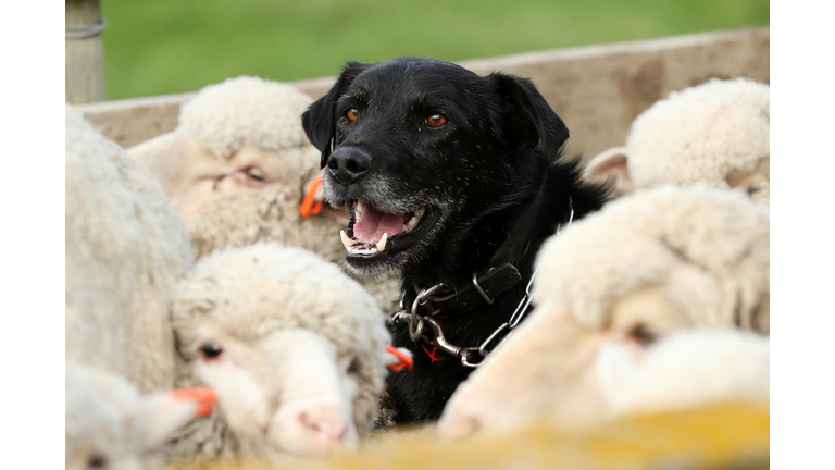 Shepherds Watch Over Merino Flock In New Zealand's Mackenzie Country