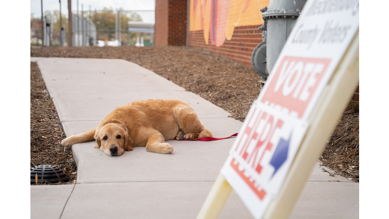 Spotlighting the Arizona Coyotes' canine crew in celebration of  International Dog Day 