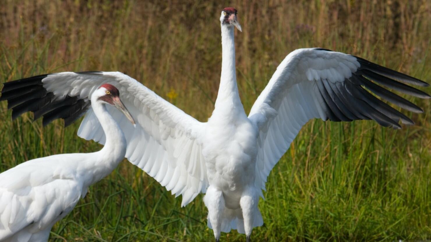 What Is The Rarest Bird In North America