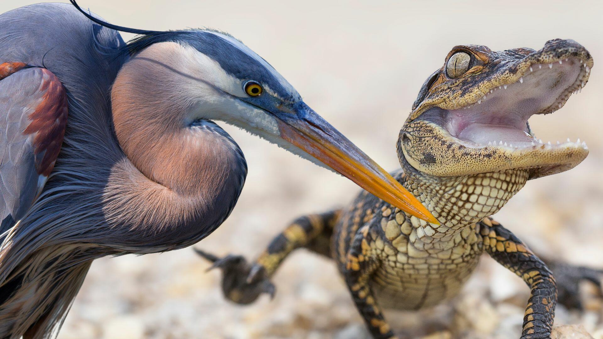 LOOK: Great Blue Heron Snatches Baby Alligator In Stunning Photo | iHeart