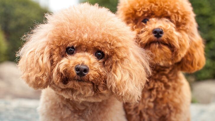 Pack of Poodles and Their Owner Allegedly Attack California Woman and Her Dog