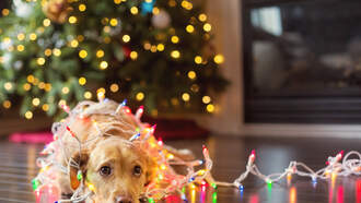 Mariah Carey Loses “Queen of Christmas” Battle