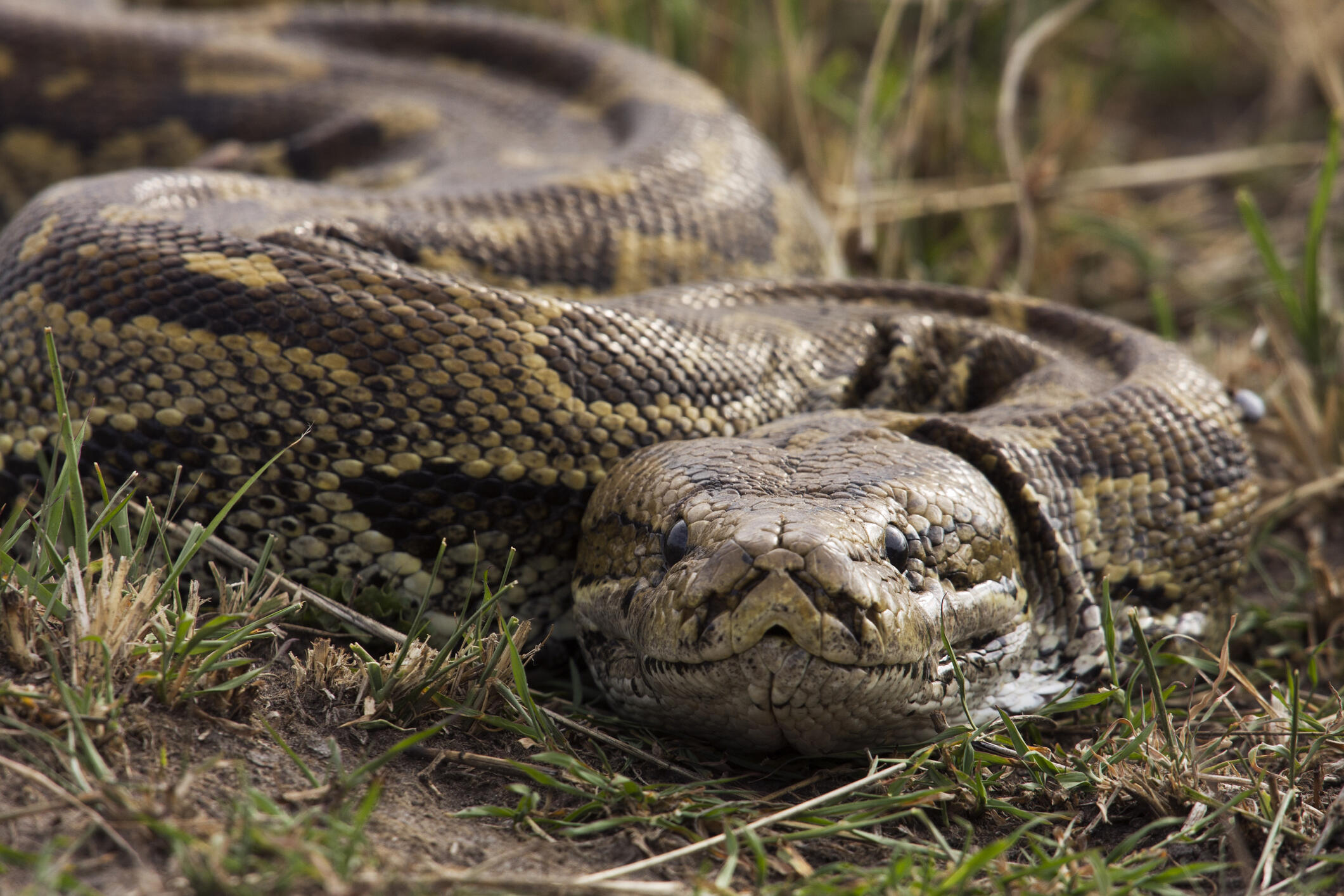 5-Foot Alligator Found Fully Intact Inside Python | iHeart