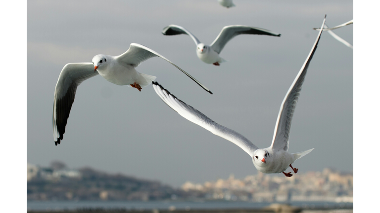 Close up of birds flying