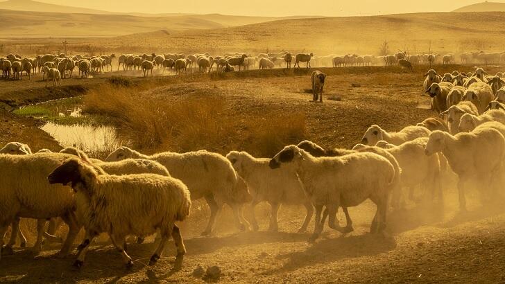 Video: Flock Of Sheep Mysteriously Walk In Circle For Twelve Straight ...