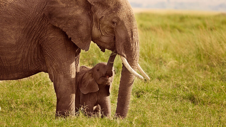 Baby elephant