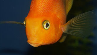 Video: Monstrous 67-Pound Goldfish Caught in France