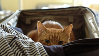 Cat-astrophe Averted at Airport