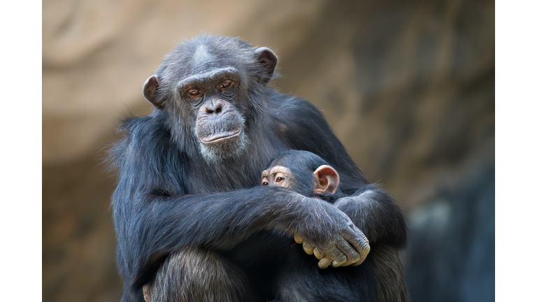 Mother Cuddling Baby Chimp