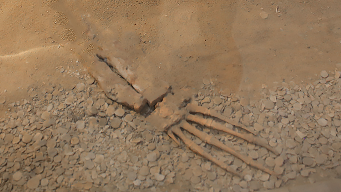 'Alien' Hand Found On Beach, Scientists Confirm It Is Not Human