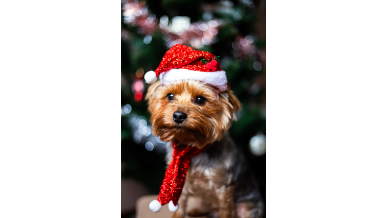 Beautiful yorkshire terrier in a christmas hat