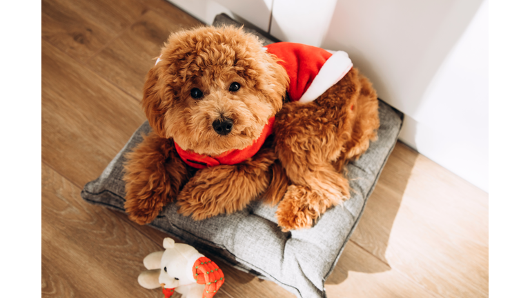 A small ginger poodle dog in a Santa suit sits on a gray pillow on a sunny day. Christmas concept