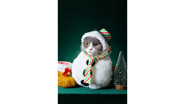 cute british shorthair cat with Christmas snowman dress on green background vertical composition