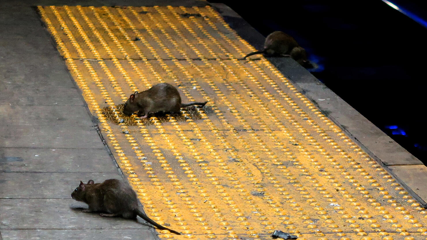 Rats on a Subway Platform in New York City