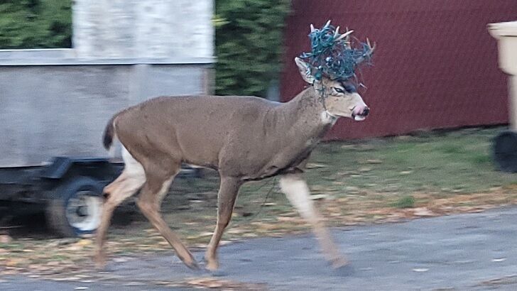 Deer Rescued from Festive Predicament