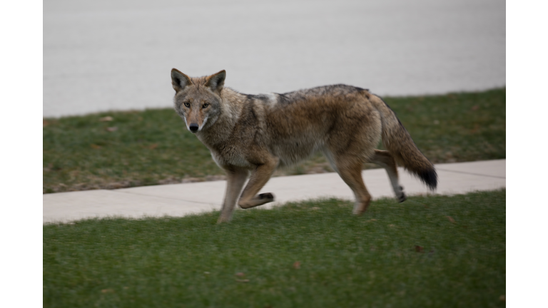 Coyote walking down sidewalk