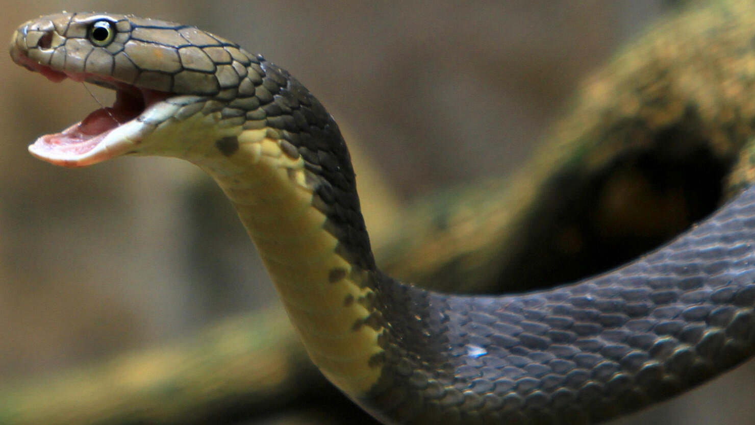 Close-Up Of Cobra