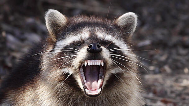 Video Shows New England Mother Fending Off Raccoon That Attacked Daughter