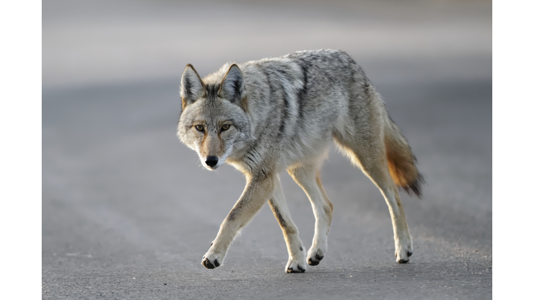 Coyote walking close