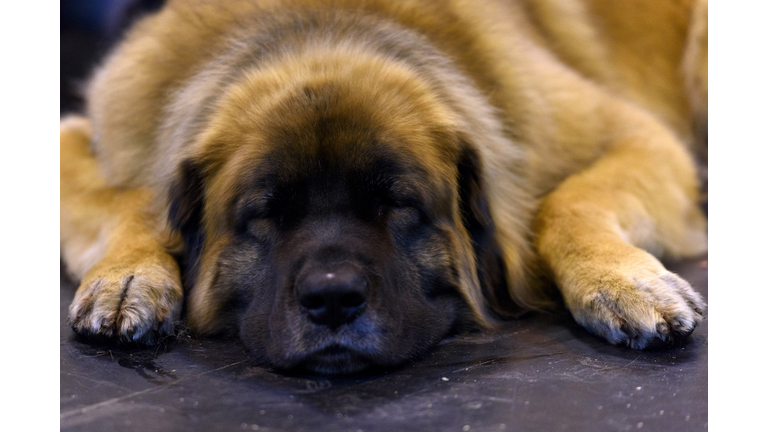 Crufts Dog Show 2016 - Day Three