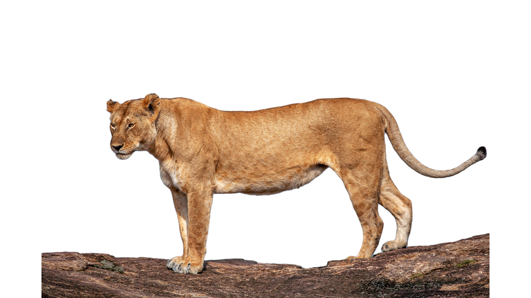 Side view of lioness against white background