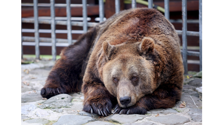 ALBANIA-AUSTRIA-ANIMAL-BEARS