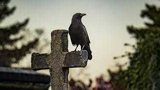 Dozens of Mysteriously Dead Crows Discovered Along Greenway in Canada