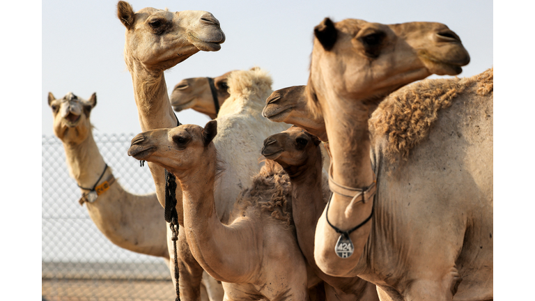 UAE-BIOTECHNOLOGY-CLONING-ANIMAL-CAMEL