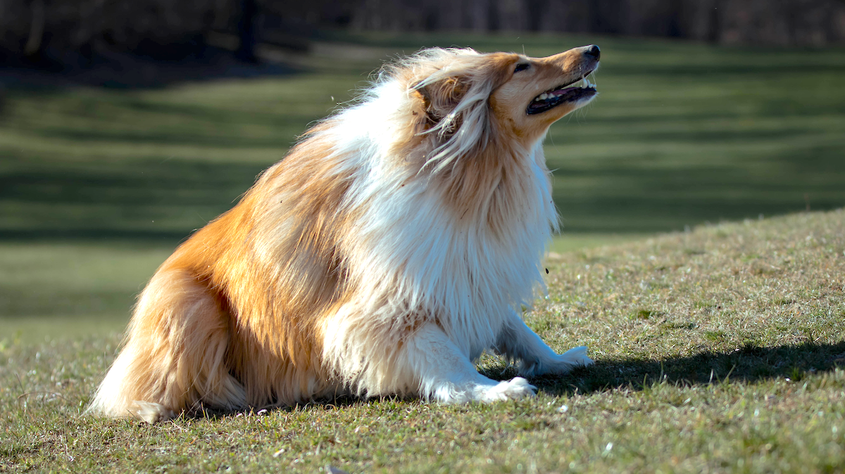 Man Spends 15 000 To Become A Dog Is Worried Friends Think He s 