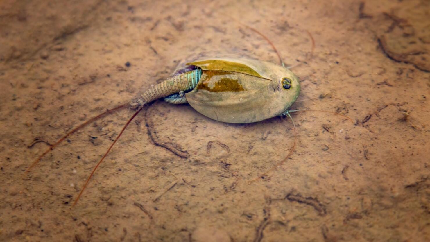 Rare 'Living Fossil' Creatures Surface In Arizona | iHeart