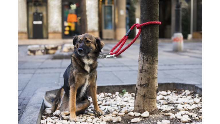 Mixed race dog on city street