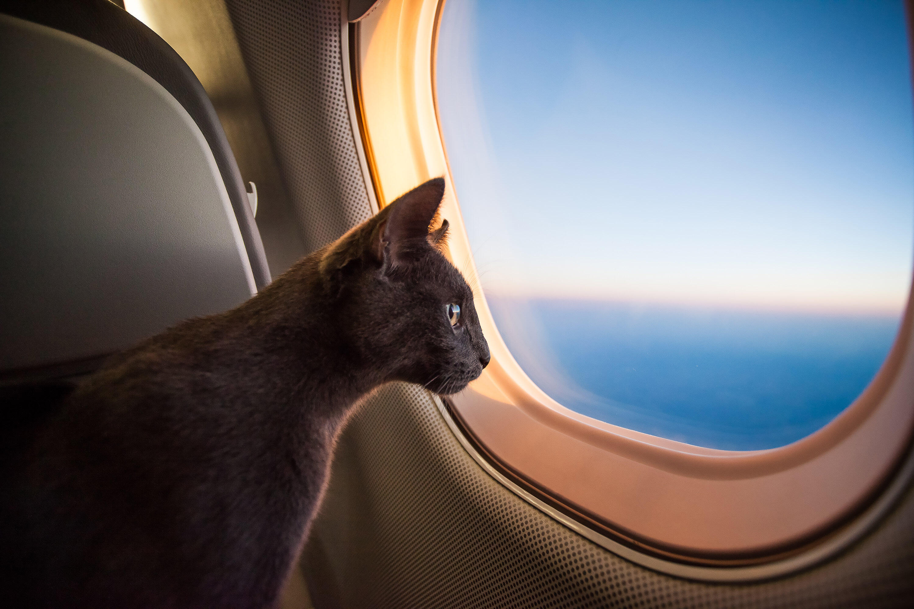 WATCH: Flight Attendant Helps Lost Cat Find Owner Mid-Flight