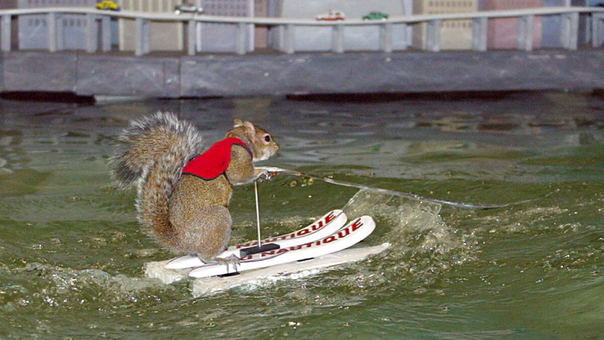 Squirrel crashes pierogi race, 06/21/2022