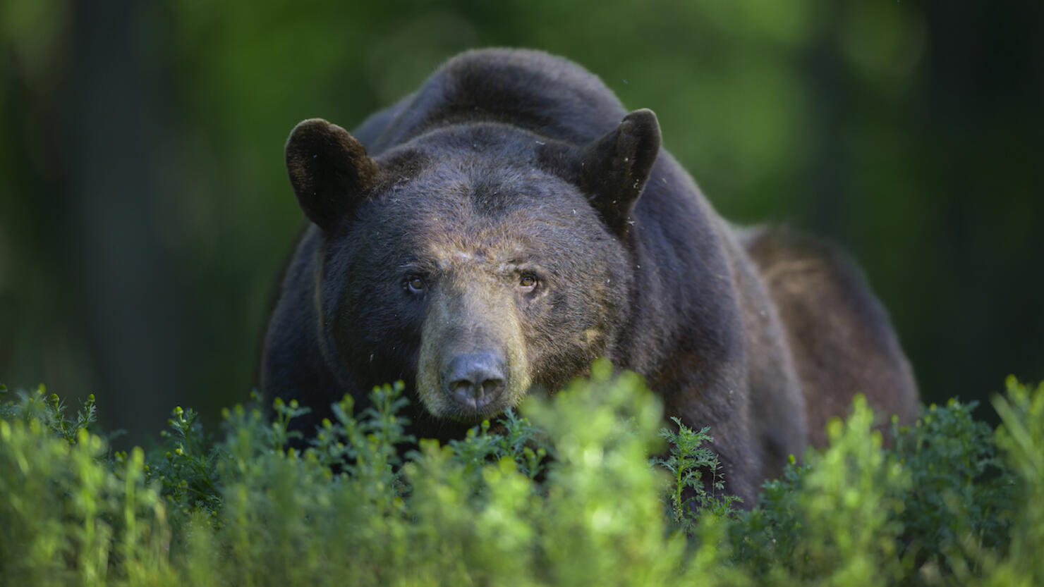 Large Black Bear Resting Peering Over Vegetation