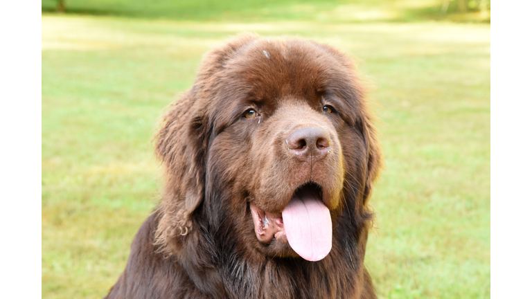Large Chocolate Brown Newfoundland Dog on a Summer Day