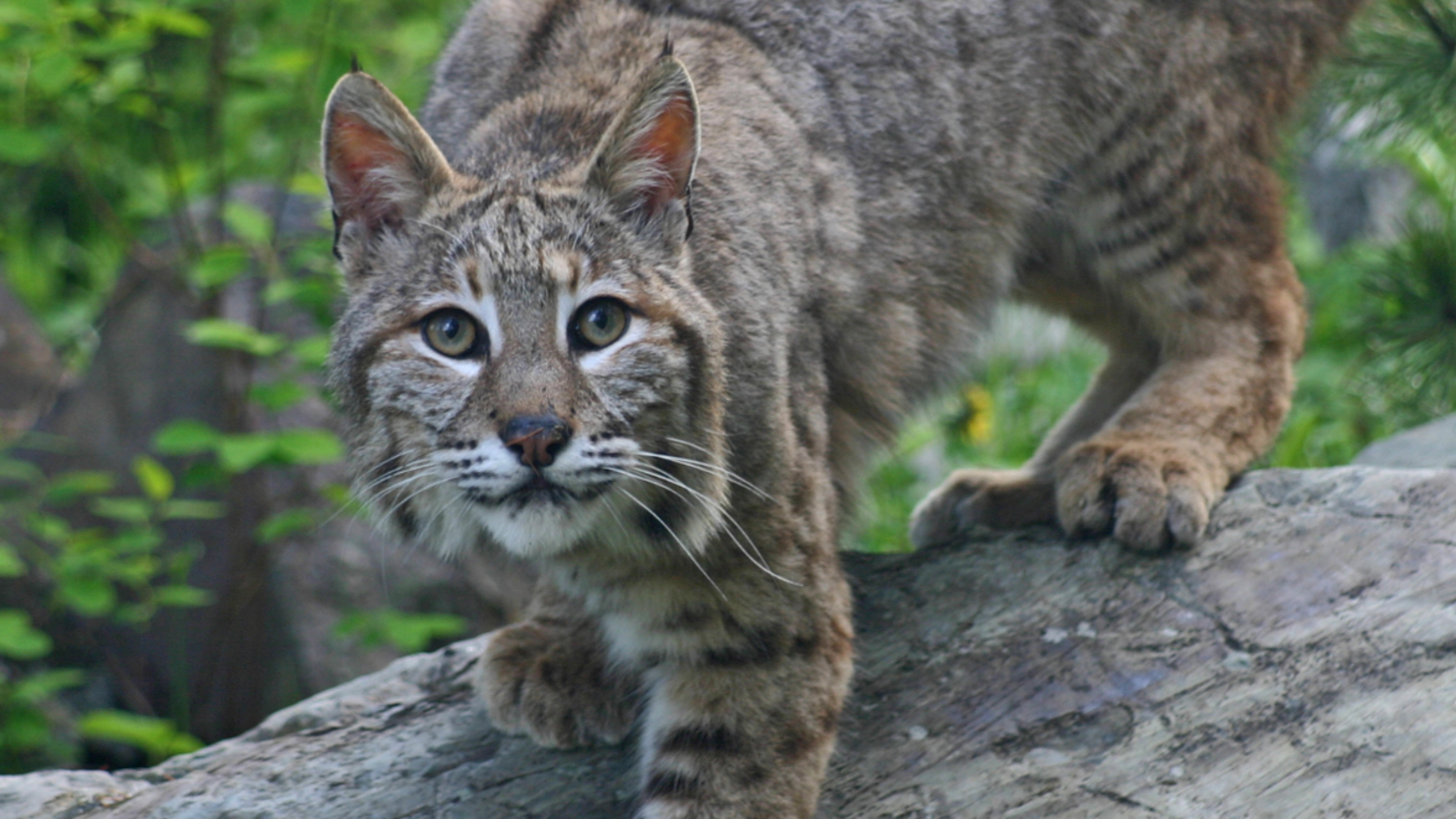 2 Bobcats Caught Lurking Outside Of Texas Home & Didn't Leave For Days ...