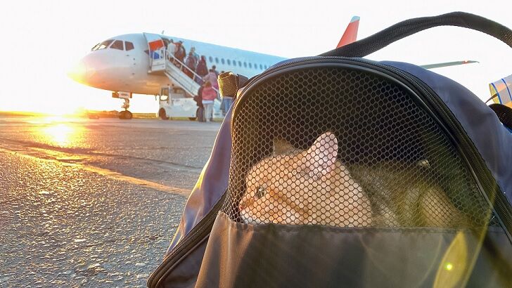 Bolivian Airline Under Fire for Enlisting Psychic to Help Search for Lost Cat