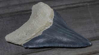 Video: Nine-Year-Old Girl Finds Monstrous Megalodon Tooth at Maryland Beach