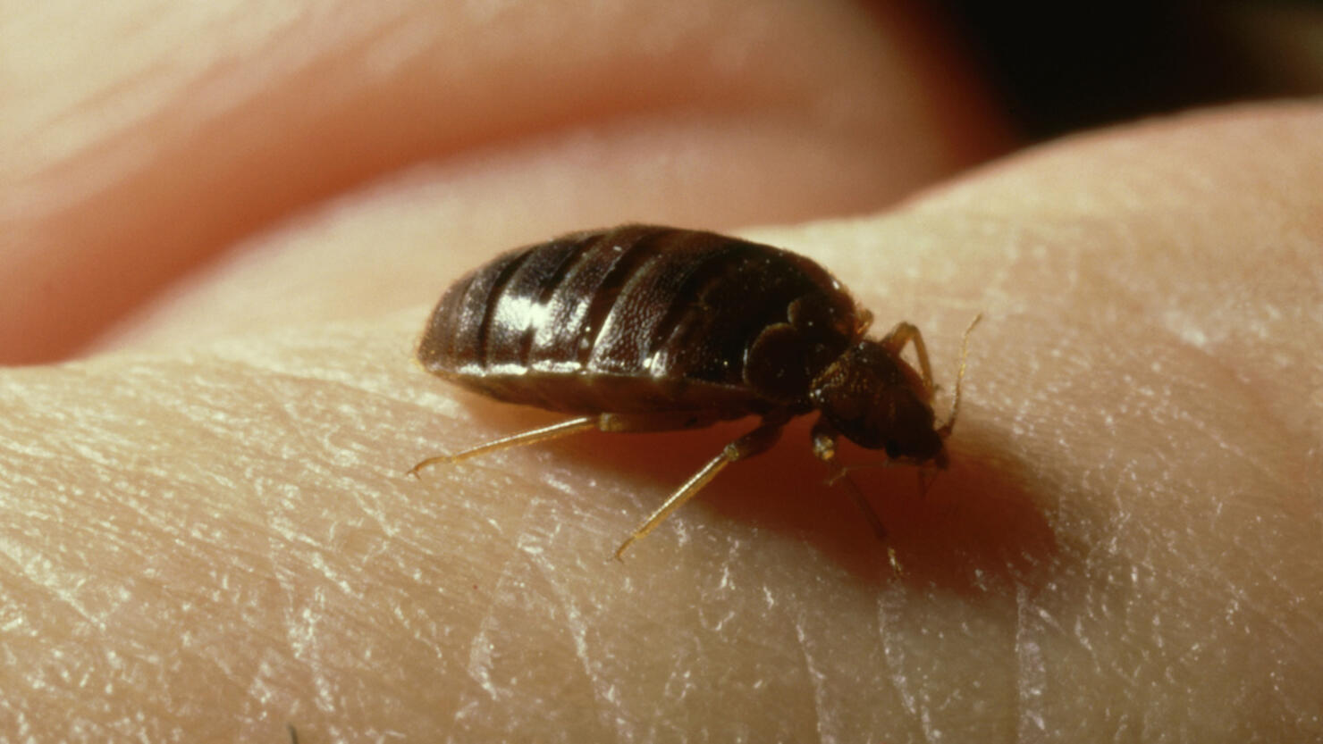 bedbug: cimex lectularius  taking blood  uk     