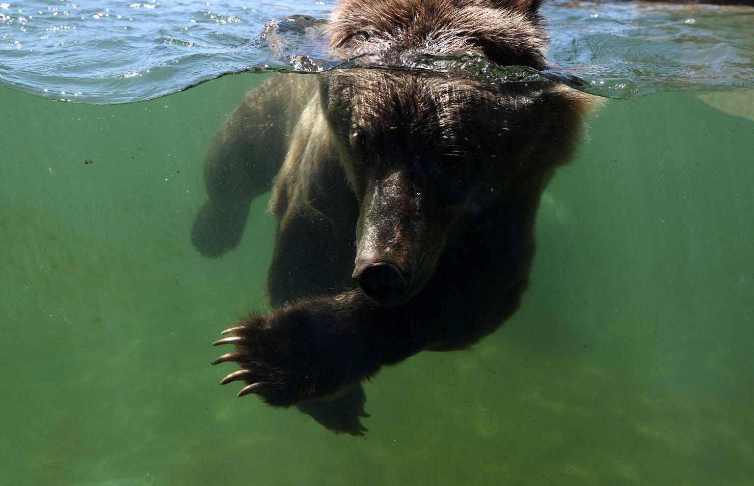Photo by Justin Sullivan/Getty Images
