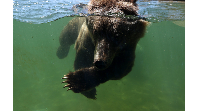 Photo by Justin Sullivan/Getty Images