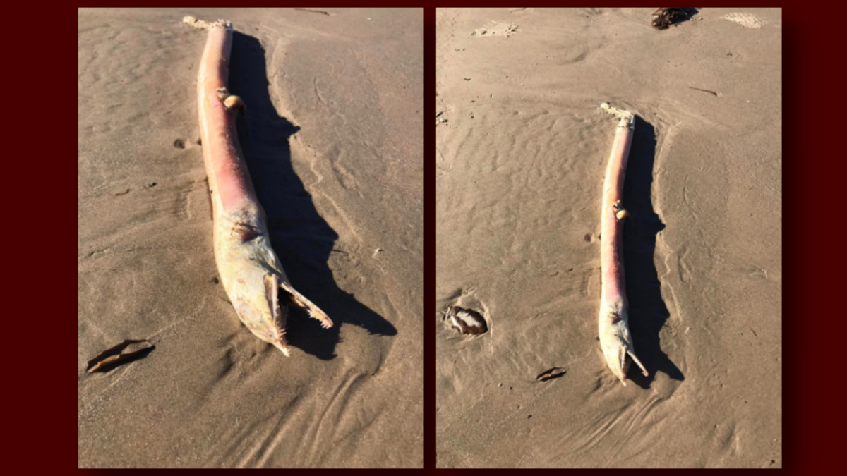 Washed up on Galveston beach in Texas today. Pliable, bendable, and  soft/squishy to the touch. : r/species