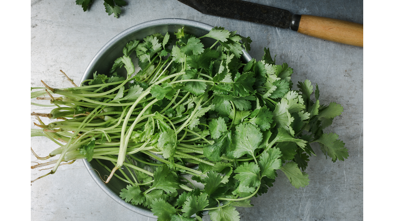 Fresh homegrown cilantro herbs, plant based food