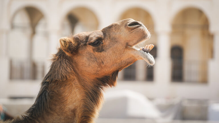 Funny camel laughing in Doha, Qatar